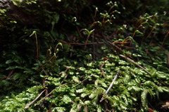 Plagiothecium laetum