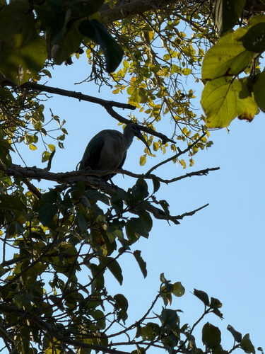 iNaturalist: (c) Jayden Landman, some rights reserved (CC BY-NC), uploaded by Jayden Landman iNaturalist image