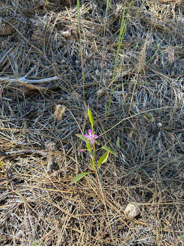 Clarkia rhomboidea, photograph 3