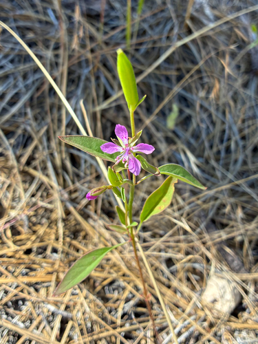 Clarkia rhomboidea, photograph 2