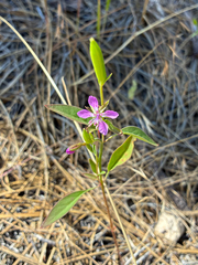 Clarkia rhomboidea, photograph (c) Emma, some rights reserved (CC BY)