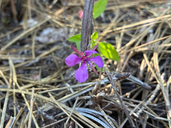 Clarkia rhomboidea