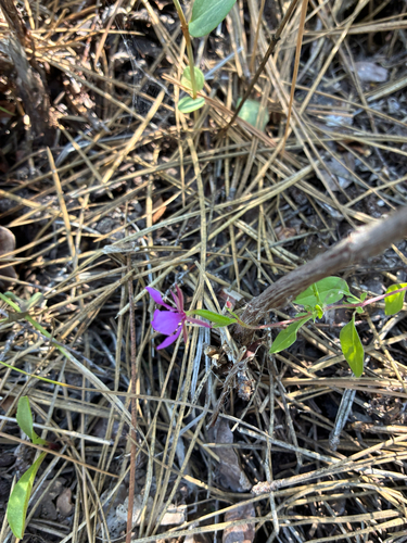 Clarkia rhomboidea, photograph 1