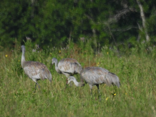 Sandhill Crane