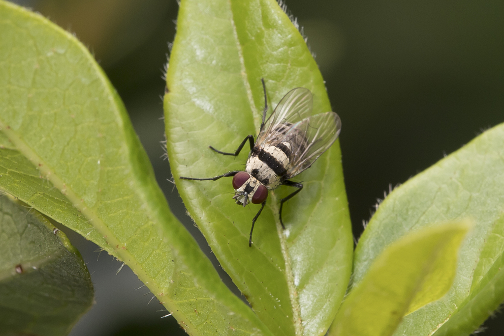 Fly
