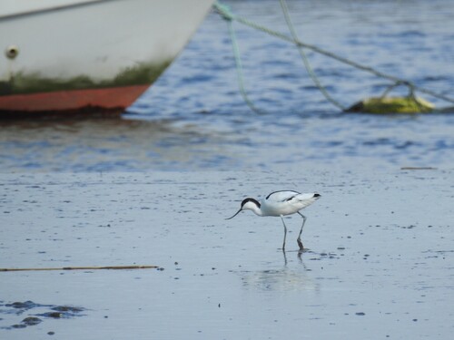 iNaturalist image
