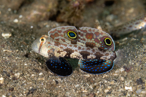 Signigobius biocellatus observed 2026-07-25