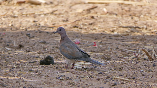 Laughing Dove