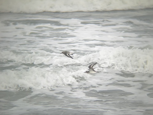 iNaturalist image