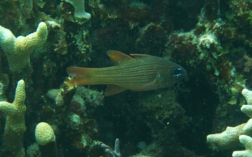Ostorhinchus multilineatus observed 2026-07-12