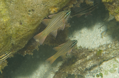 Ostorhinchus multilineatus observed 2026-07-17