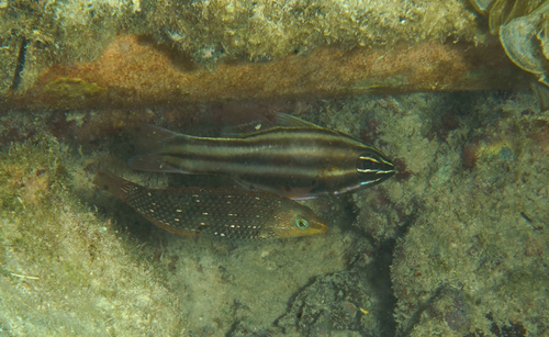 Ostorhinchus novemfasciatus observed 2026-07-17