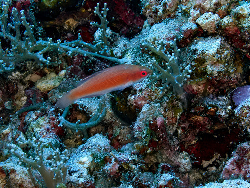 Paracheilinus lineopunctatus observed 2026-07-17