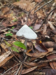Entoloma canoconicum
