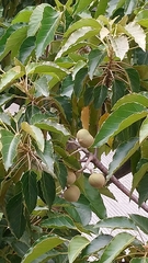 Aleurites moluccanus