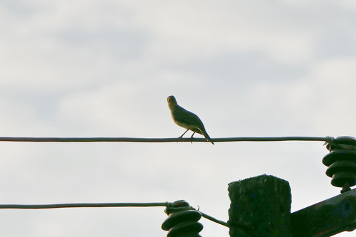 African Thrush