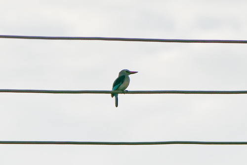 Woodland Kingfisher