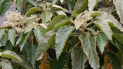 Aleurites moluccanus