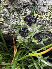 Phyteuma confusum, photograph author not stated, no rights reserved