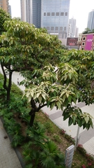 Aleurites moluccanus