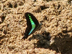 Graphium teredon