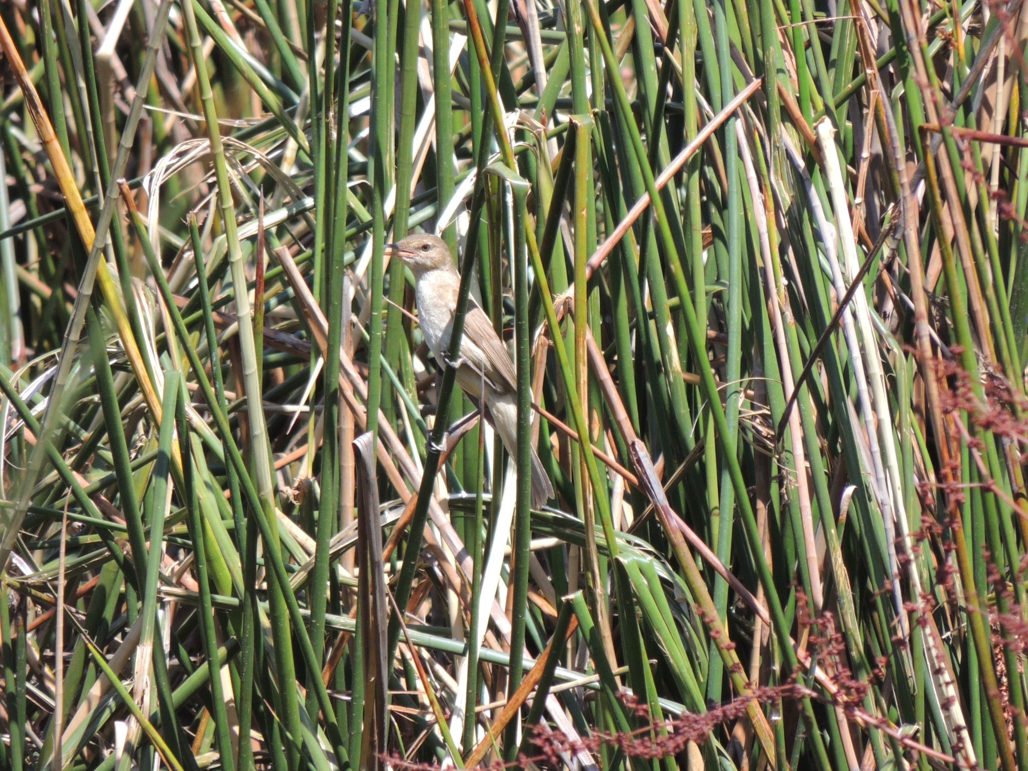 Australian Reed Warbler