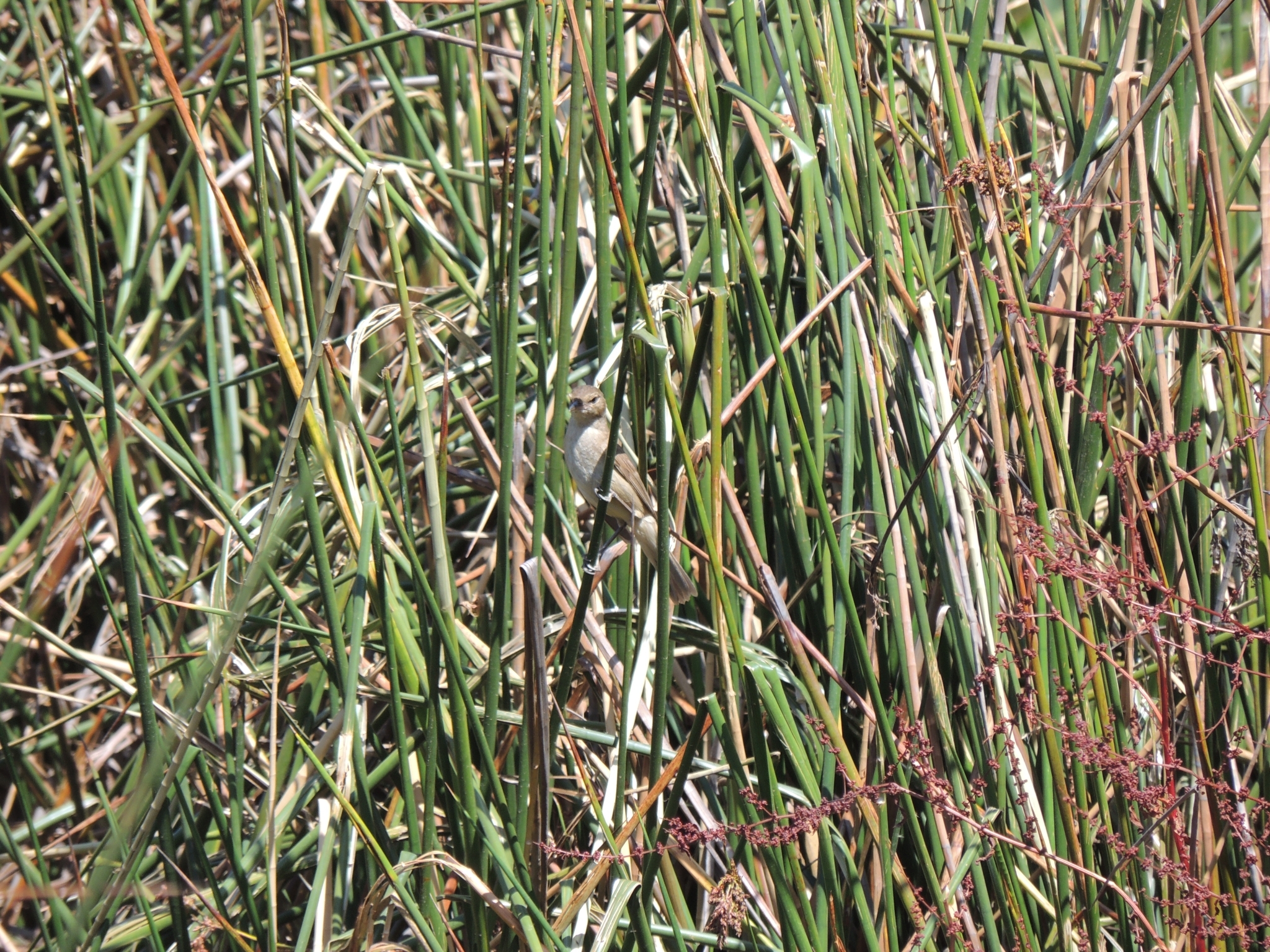 Australian Reed Warbler