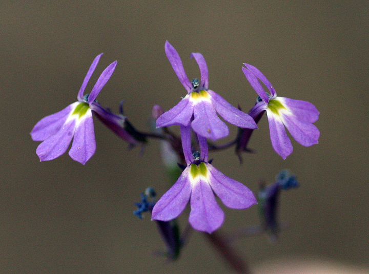 Lobelia aurita