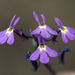 Lobelia aurita - Photo (c) jrebman,  זכויות יוצרים חלקיות (CC BY-NC), הועלה על ידי jrebman