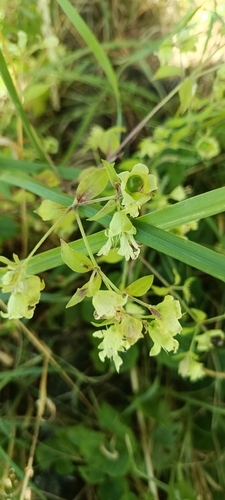 Berry Catchfly
