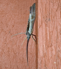 Nemotaulius hostilis