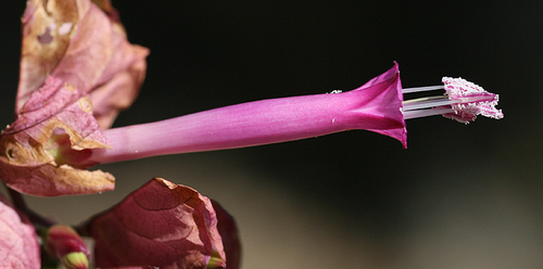Ipomoea bracteata
