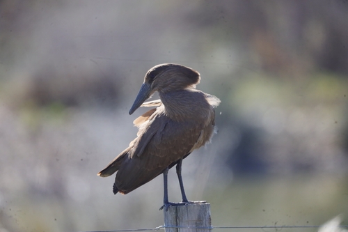 iNaturalist image