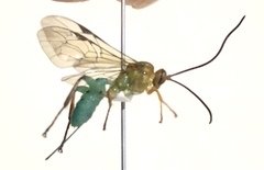 Theronia maculosa