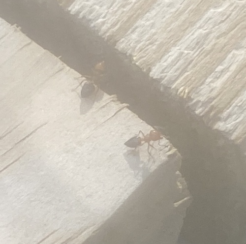 Shiny Acrobat Ant