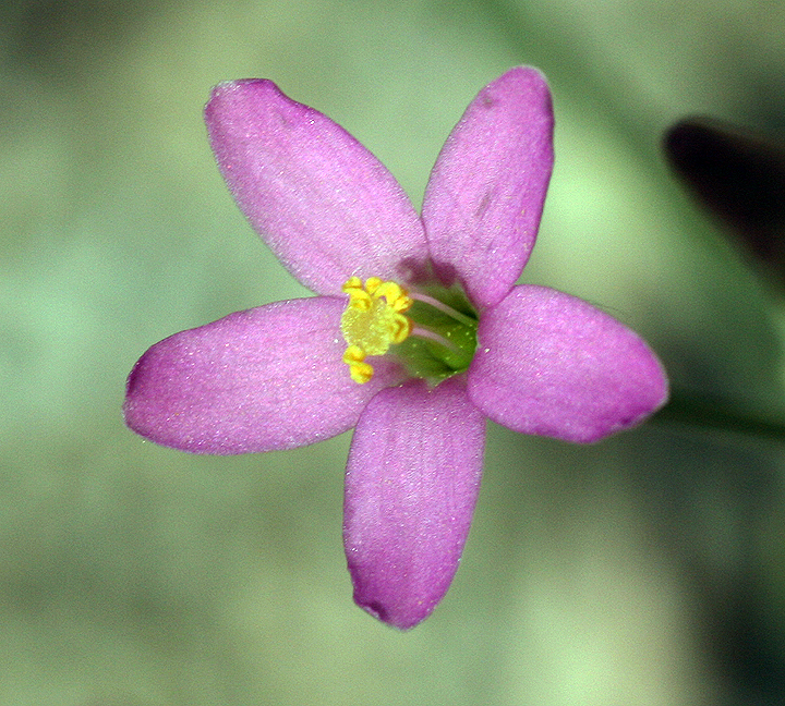 Zeltnera nudicaulis