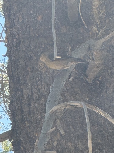 iNaturalist observation photo of Crossbills