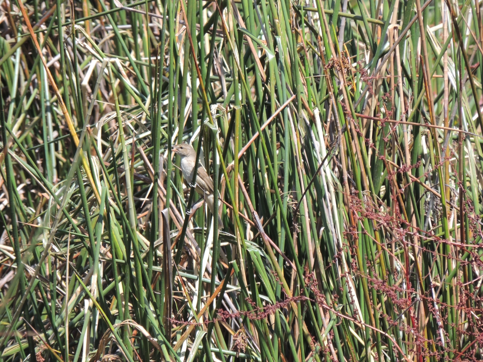 Australian Reed Warbler