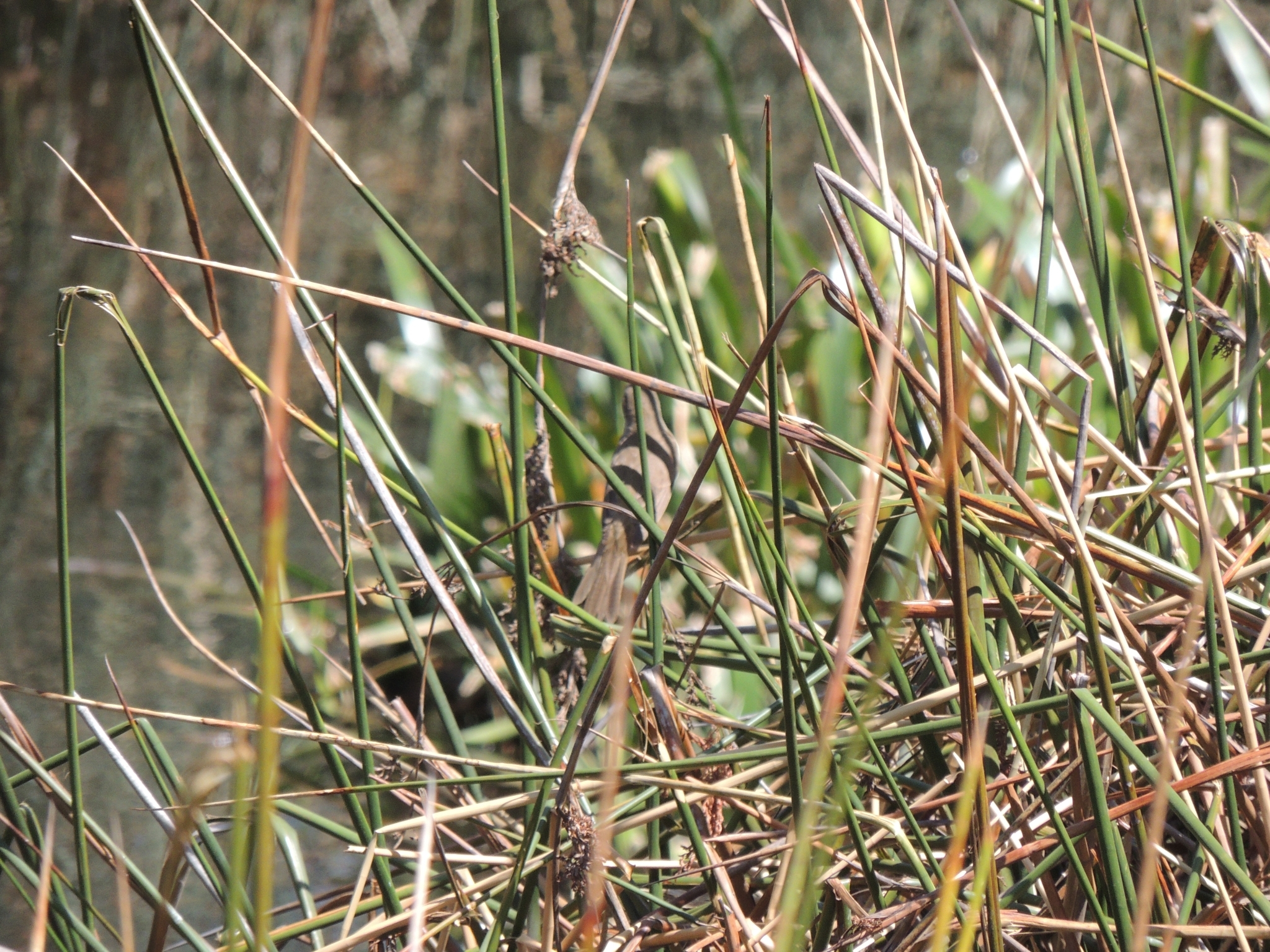 Australian Reed Warbler