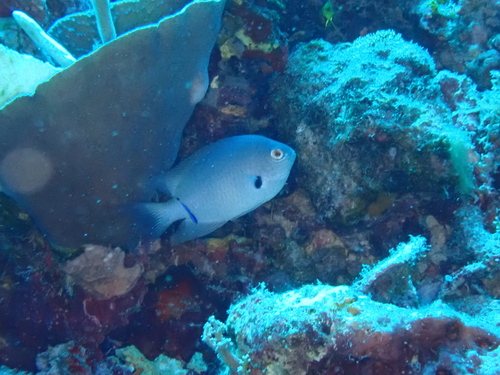 Pomacentrus alexanderae observed 2026-07-17