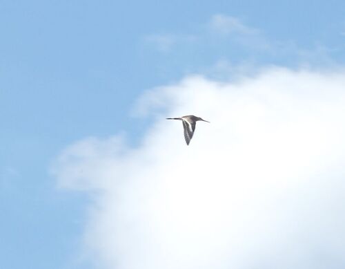 iNaturalist image