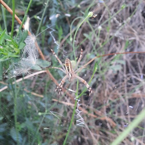 Wasp Spider