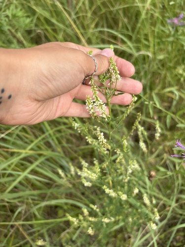 White Sweetclover