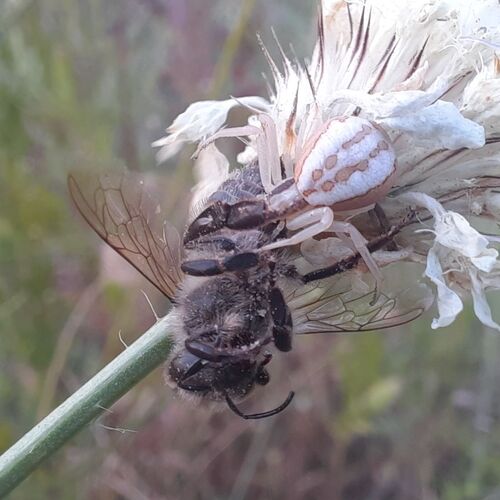 Runcinia grammica