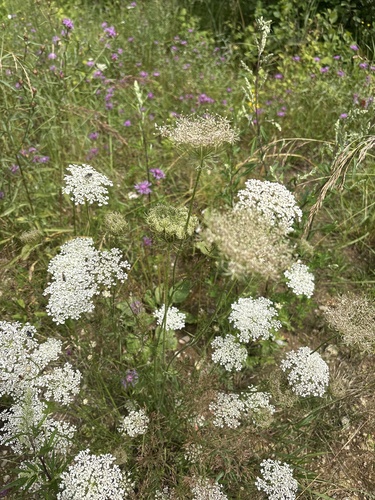 wild carrot
