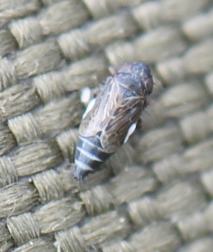 iNaturalist observation photo of Typical Leafhoppers