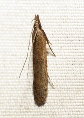 Dichomeris ligulella
