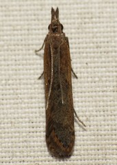 Dichomeris ligulella