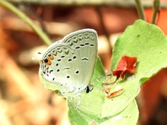 Cupido comyntas texana