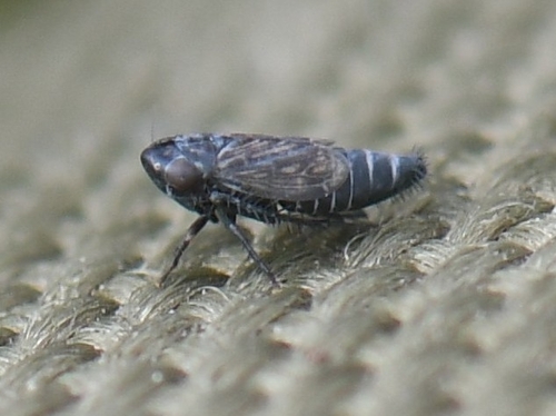 iNaturalist observation photo of Typical Leafhoppers